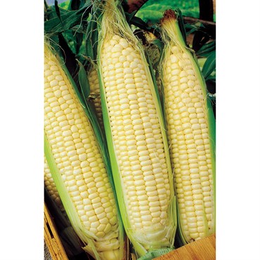 Corn, White Truckers Favorite O.P. 1lb