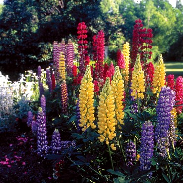 LUPINE, RUSSELLS MIXTURE LBS