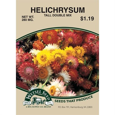 Tall Double Helichrysum Flower Seeds 