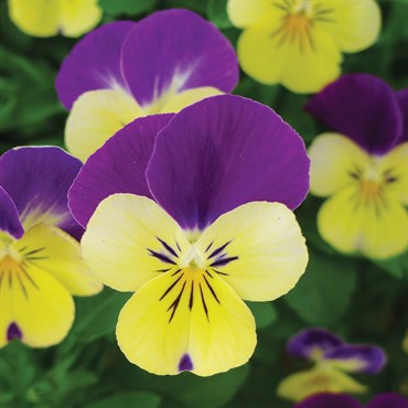 Viola, Johnny Jump Up 1/4oz