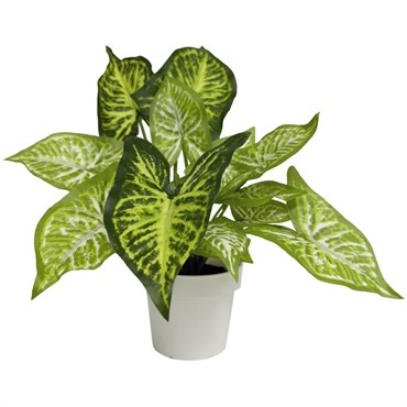 Algreen Faux 12" Caladium