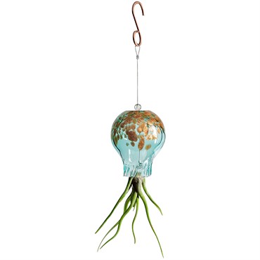 APM Air Plant Octopus Lake Green