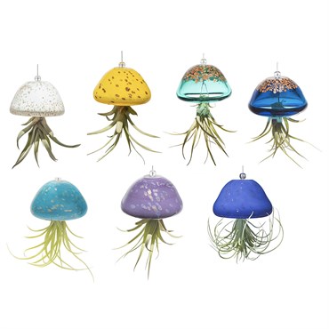 APM 18pc Air Plant Jellyfish Assorted