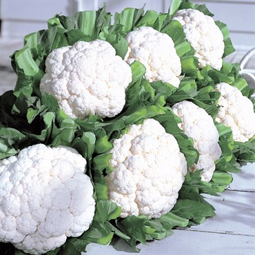 Cauliflower, Snow Crown 1000 Seed Count