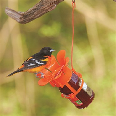 Songbird Essentials Fliteline Jelly & Jam Oriole Feeder