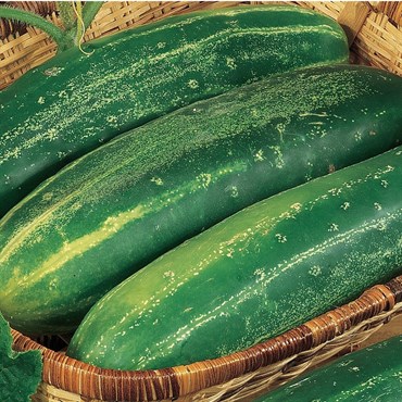 Cucumber, Straight Eight 1000 Seed Count