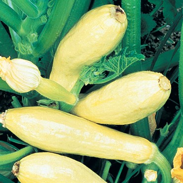 Squash, Early Prolific Straightneck 5000 Seed Count