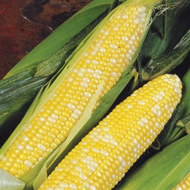 Corn, Delectable 25lb