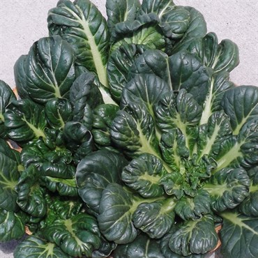 Cabbage, Tatsoi Chinese 1/2oz