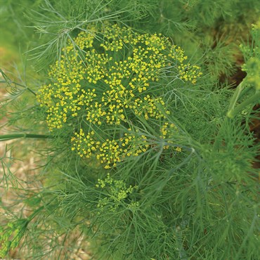 Dill, Long Island 1oz