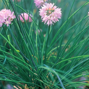 Chives 1oz