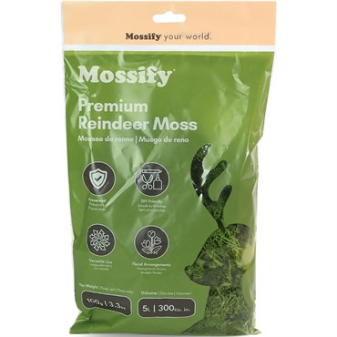 Mossify 100g Reindeer Moss Kiwi