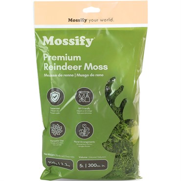 Mossify 100g Reindeer Moss Pistachio