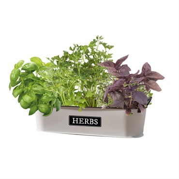 Panacea 16" Milkhouse Herbs Short Oval Planter