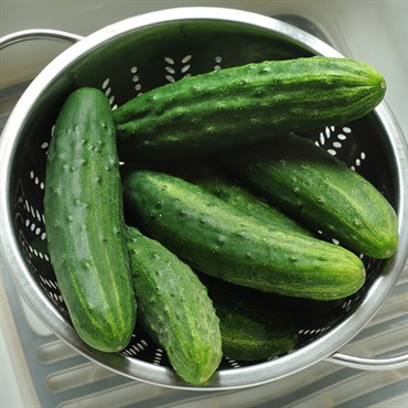 Cucumber, Patio Snacker 1000 Seed Count