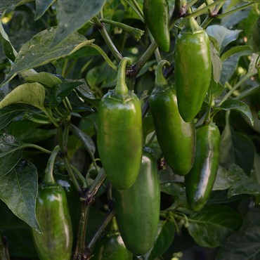 Peppers, La Bomba II 100 Seed Count