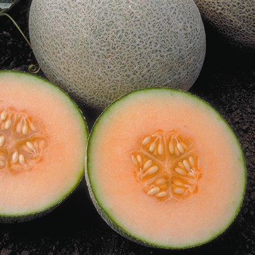 Cantaloupe, Ambrosia Hybrid 100 Seed Count