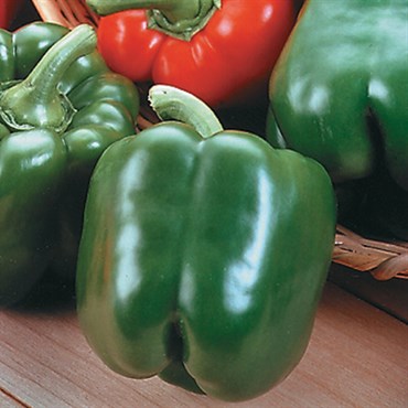 Peppers, King Arthur Hybrid 1000 Seed Count
