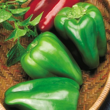 Peppers, Big Bertha Hybrid 100 Seed Count