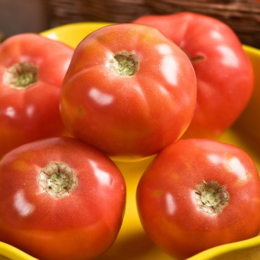 Tomato, Pink Girl Hybrid Treated 100 Seed Count
