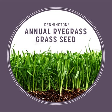 Penn 25# Annual Ryegrass Retail - Image 7