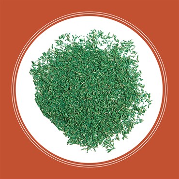Penn 5# Bermudagrass Grass Seed - Image 13