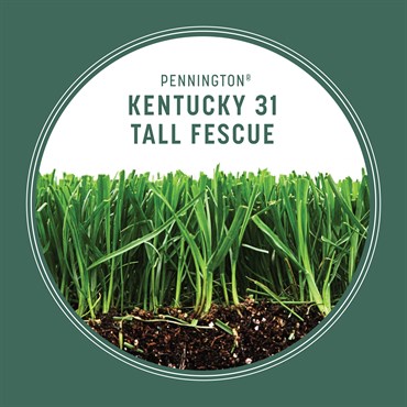 Penn 20# Kentucky 31 Fescue Pk Pencoted - Image 6