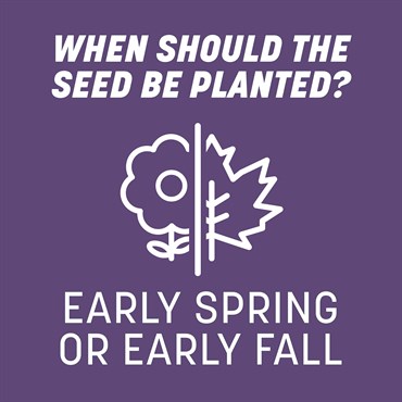 Penn 7# Smart Seed Dense Shade Mix Pcf - Image 3