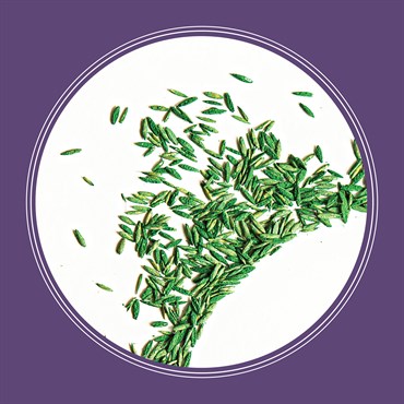 Penn 7# Smart Seed Dense Shade Mix Pcf - Image 4