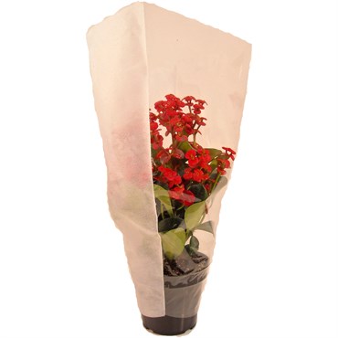 PT Showcase Sleeve 15x24x30R 500/CS