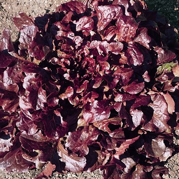 Lettuce, Oakleaf Red 1000 Seed Count