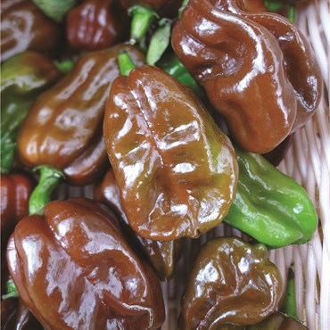 Peppers, Habanero Chocolate 100 Seed Count