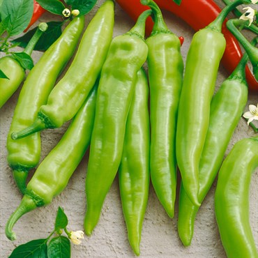 Peppers, Hungarian Sweet Wax 1000 Seed Count