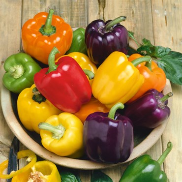 Peppers, Rainbow Bell Blend 5000 Seed Count