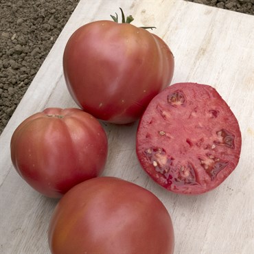 Tomato, Brandywine Pink Potato Leaf 500 Seed Count