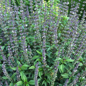 Basil, Cinnamon 1/4oz