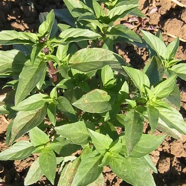Basil, Siam Queen 1/16oz