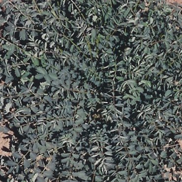 Salad Burnet 1/4oz