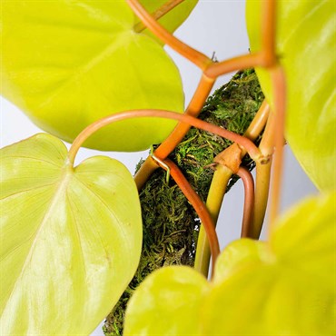 SuperMoss 18" Moss Pole