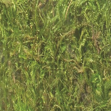 SuperMoss 3# Bulk Preserved Forest Moss