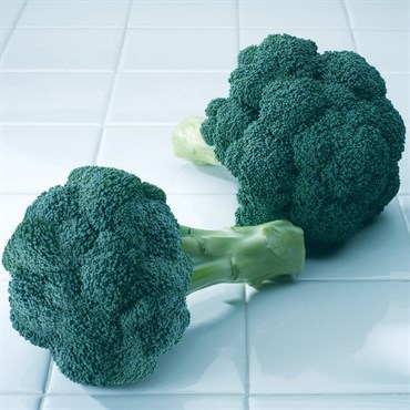 Broccoli, Diplomat Treated 1000 Seed Count