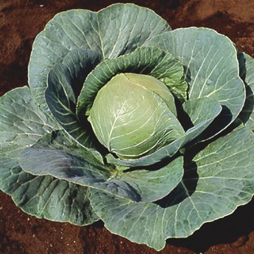 Cabbage, Stonehead Hybrid 100 Seed Count
