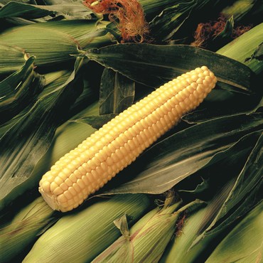 CORN, EARLY SUNGLOW LBS