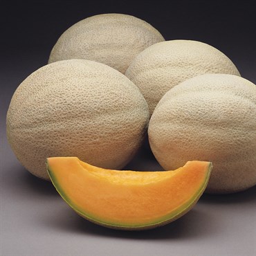 Cantaloupe, Athena Hybrid Treated 100 Seed Count