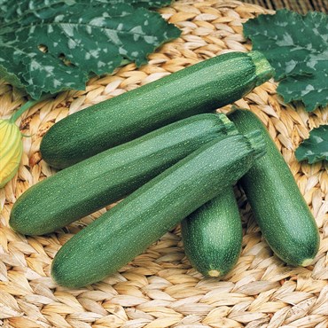 Squash, Payroll Farmore Treated 100 Seed Count