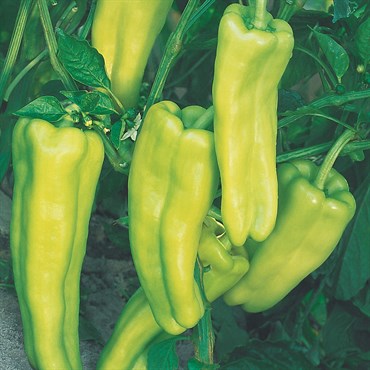 Peppers, Aruba Cubanelle 100 Seed Count