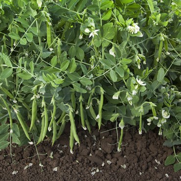 Peas, Snak Hero 25lb