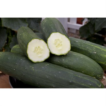Cucumber, Peticue ( Patio ) 100 Seed Count