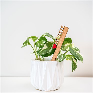 Treleaf Celebration Stake Assorted - Image 2