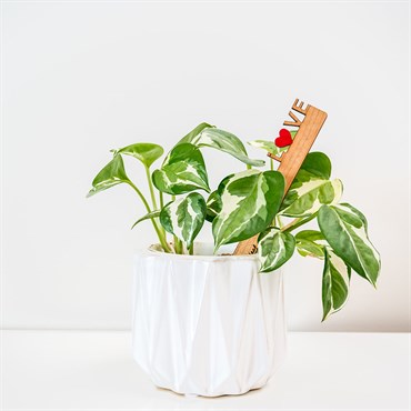 Treleaf Celebration Stake Assorted - Image 4
